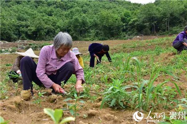 新蒲群樂村：黃金茶變“金葉子”這段時間雨水多，黃金茶基地里的雜草長得快，我們就請了40多名當?shù)厝罕姷交乩锍?，并按照每人每?0元的工資發(fā)給他們……