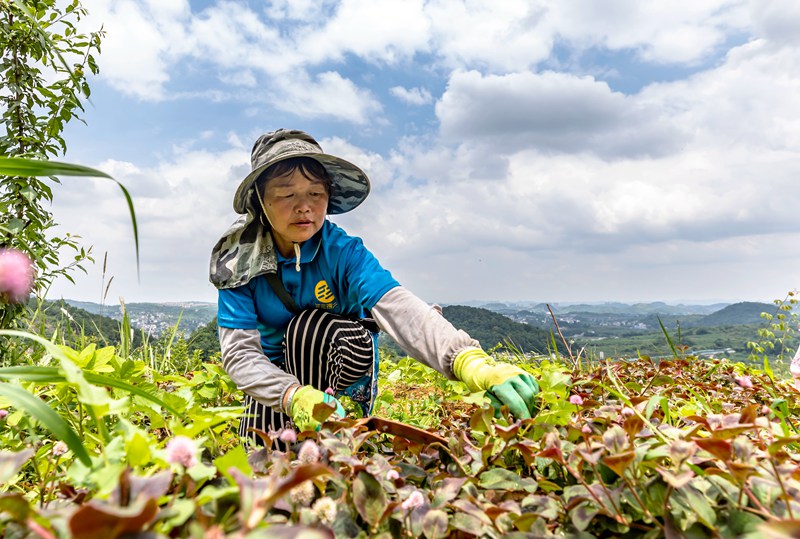 2022年6月21日，村民在貴州省黔西市杜鵑街道大興社區(qū)中藥材基地除草。