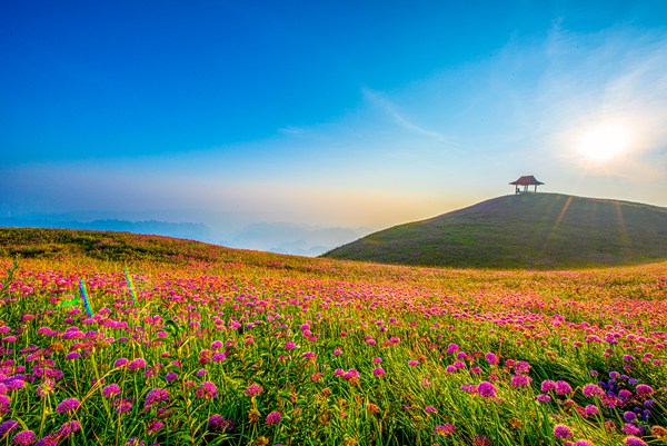 大韭菜坪盛開時(shí)節(jié)的野生韭菜花。李學(xué)友攝