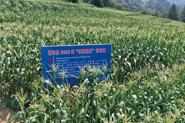 茅石鎮(zhèn)“揭榜掛帥”鮮食玉米凈作小面積超高產(chǎn)示范基地。桐梓縣農(nóng)業(yè)農(nóng)村局供圖