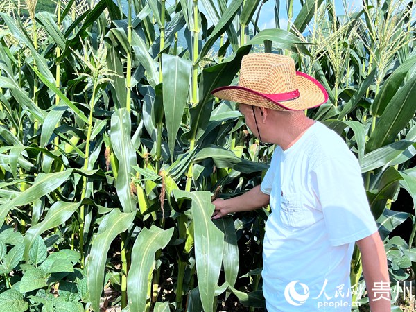 觀摩鮮食玉米標準化生產(chǎn)示范現(xiàn)場。 人民網(wǎng) 陳潔泉攝