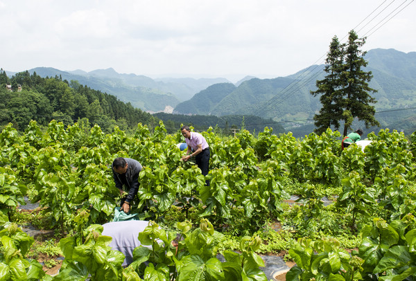 村民采摘桑葉養(yǎng)蠶。李學友攝