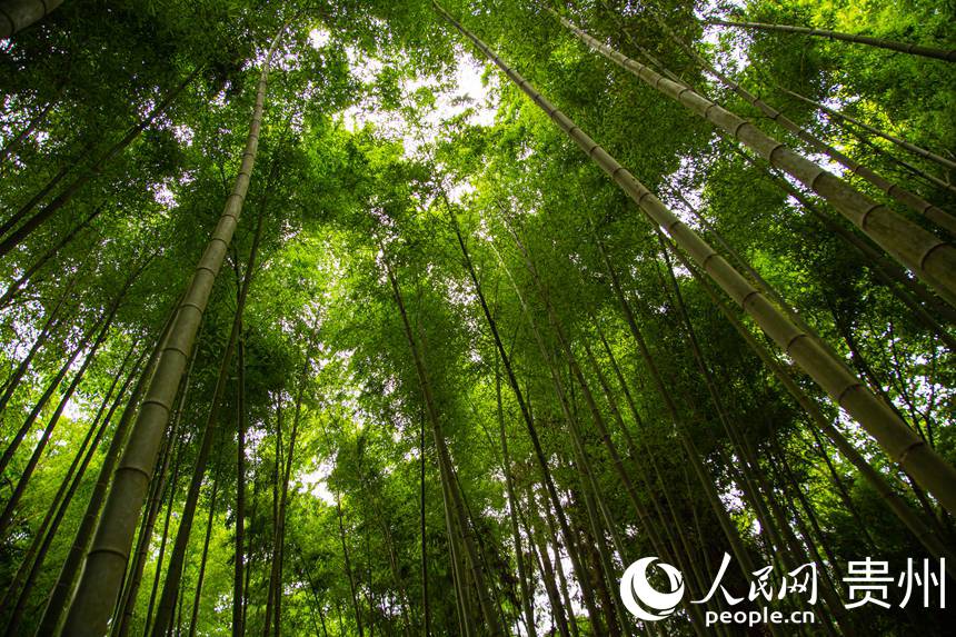 清脆挺拔的竹林為林場(chǎng)添彩。人民網(wǎng) 陽(yáng)茜攝