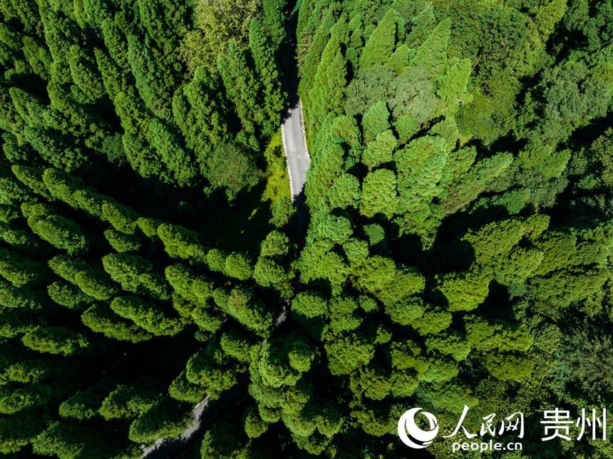 陽光灑在茂密的森林上。人民網(wǎng) 陽茜攝