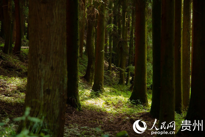 陽光透過樹枝灑在叢林里。人民網(wǎng) 陽茜攝 