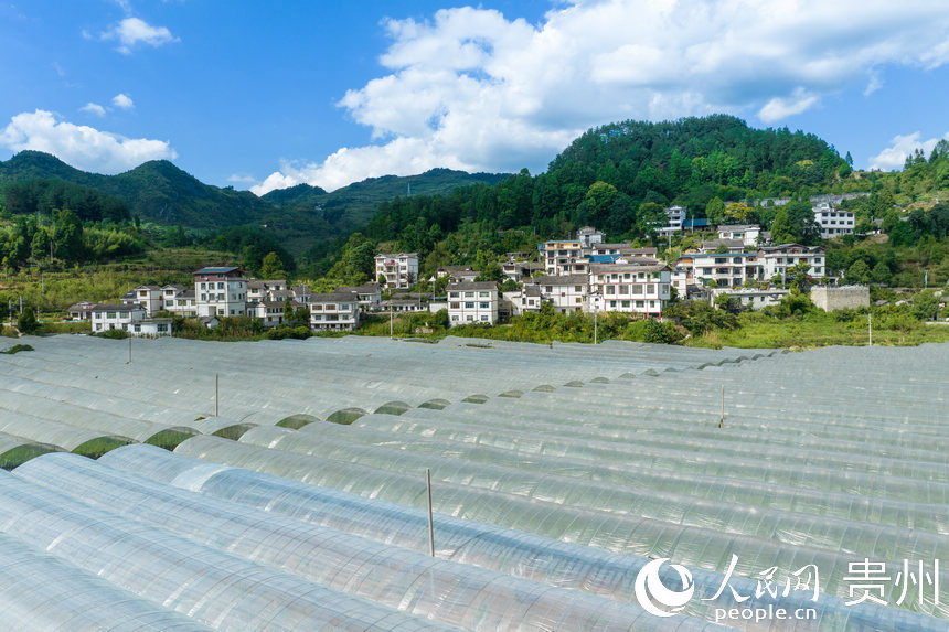 葡萄園與龍廣村民居。人民網(wǎng) 涂敏攝