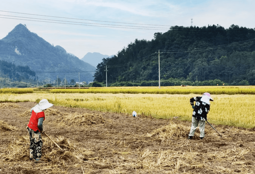 務(wù)工人員正在整地平土。