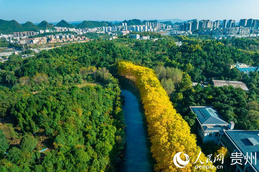 航拍秋日的黃金大道。人民網(wǎng) 陽茜攝