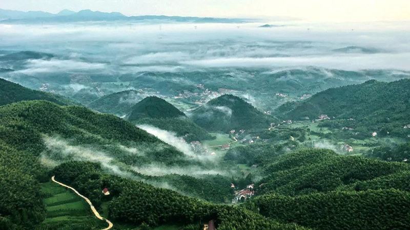 笄山竹海。廣德市委宣傳部供圖