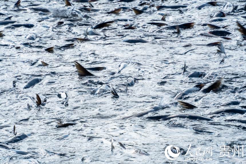 待出水的鳙魚和鰱魚。人民網(wǎng)記者 涂敏攝