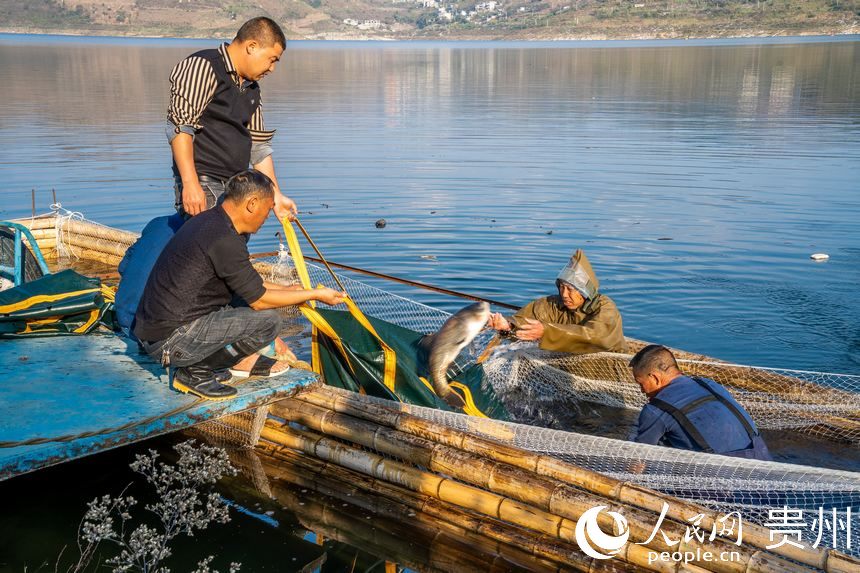 工作人員正在捕撈收獲的鳙魚和鰱魚。人民網(wǎng)記者 涂敏攝