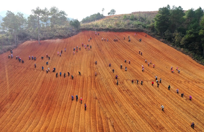 12月5日，村民在太子參種植基地整理苗床（無人機照片）。