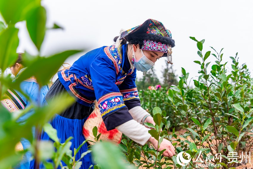 采茶女在茶園內采茶。人民網 涂敏攝