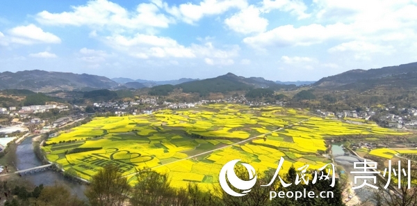開(kāi)陽(yáng)禾豐鄉(xiāng)油菜花海。人民網(wǎng) 龍章榆 攝