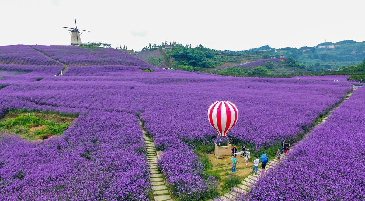 婁山關(guān)花海。王印攝