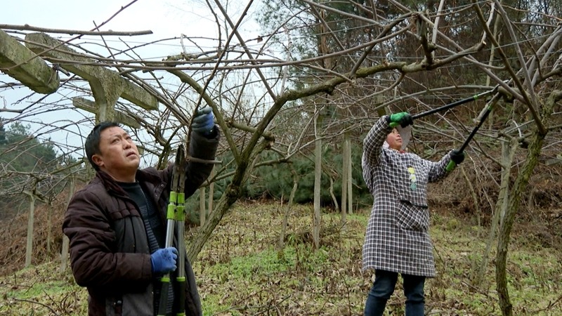 工人們正在對獼猴桃果樹進(jìn)行剪枝 郭振東 攝.jpg