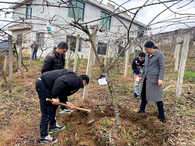 在街道農(nóng)藝師的指導(dǎo)下，鄧大海熟練掌握了獼猴桃施肥過(guò)程中的挖坑深淺、肥料用量等知識(shí) 郭振東 攝.jpg