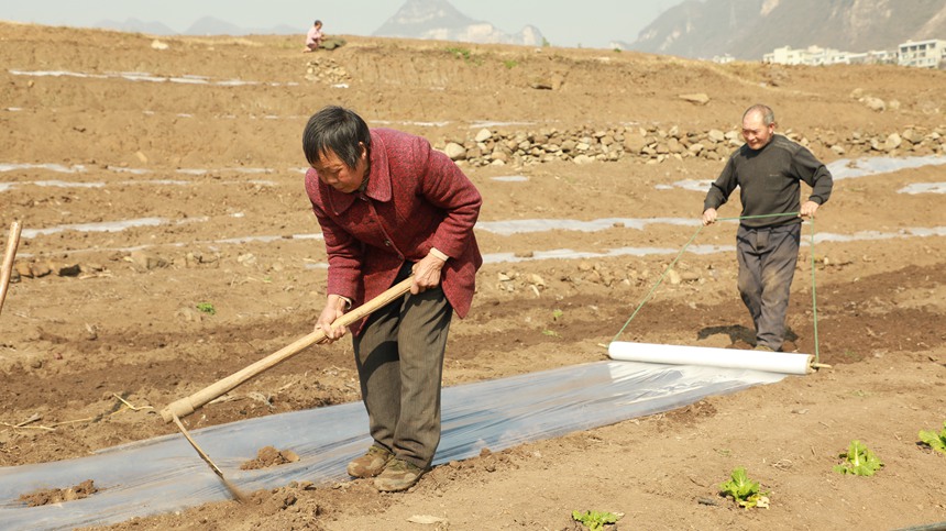 2月13日，村民在貴州省大方縣石桅村早熟糯玉米基地覆膜。周訓(xùn)貴攝