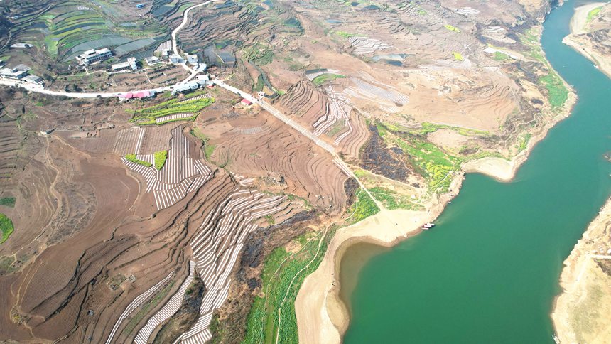 2月13日，貴州省大方縣石桅村早熟糯玉米基地航拍。李靈攝