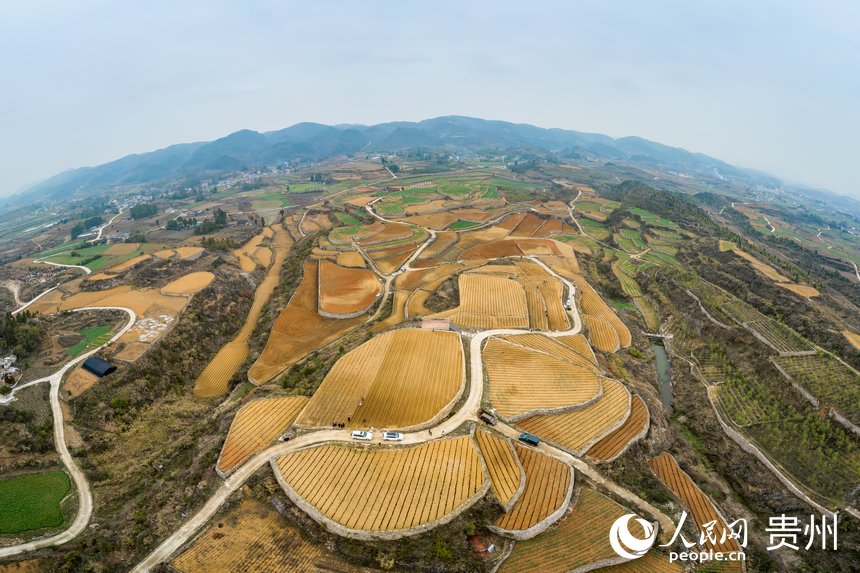 航拍貴州福泉市陸坪鎮(zhèn)羅坳村高標(biāo)準(zhǔn)農(nóng)田示范區(qū)。人民網(wǎng) 涂敏攝