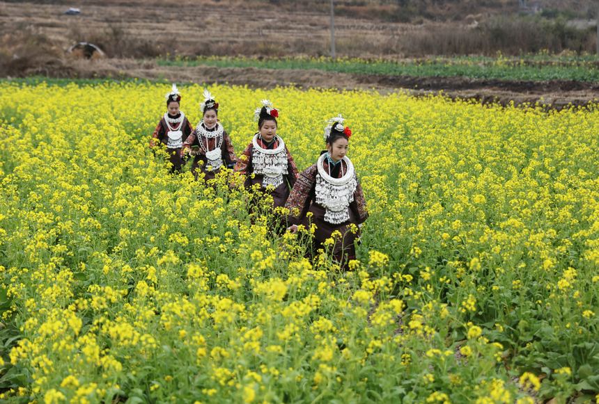 2023年2月16日，施秉縣馬號鎮(zhèn)老縣村油菜花盛開，游人在花間賞花游玩，拍照打卡。