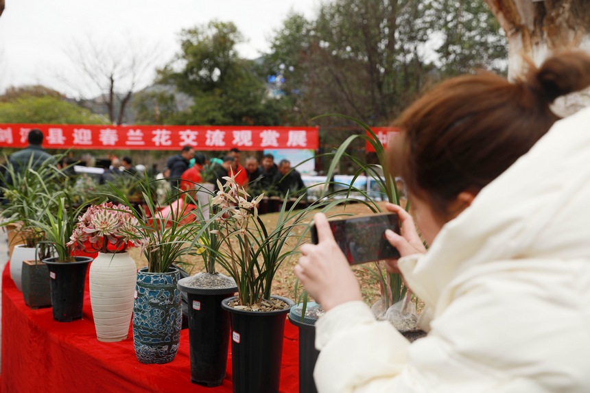 劍河縣舉行的迎春蘭花展活動(dòng)現(xiàn)場(chǎng)。