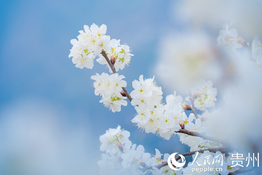 盛開的櫻桃花。人民網(wǎng) 涂敏攝