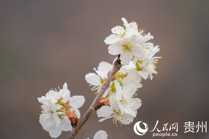 盛開的櫻桃花。人民網(wǎng) 涂敏攝