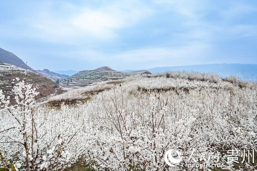 被櫻桃花裝扮的山頭。人民網(wǎng) 涂敏攝
