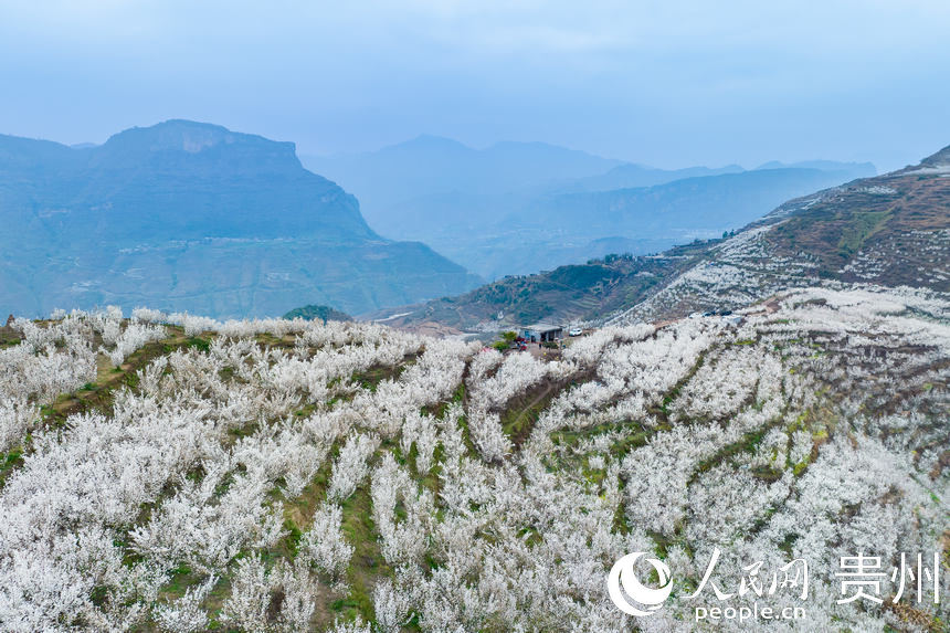 航拍發(fā)耳鎮(zhèn)12000余畝瑪瑙紅櫻桃園。人民網(wǎng) 涂敏攝