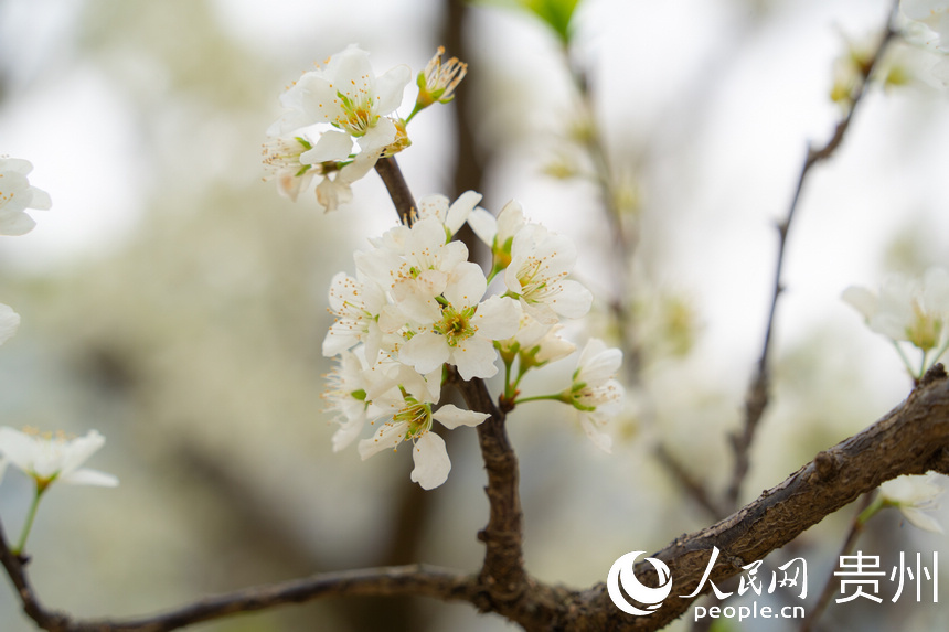 貴州省安順市鎮(zhèn)寧縣六馬鎮(zhèn)的李花綻放。人民網(wǎng) 陽茜攝