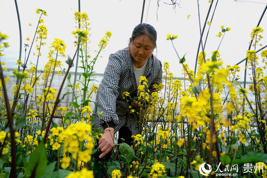 村民在保溫大棚里查看蔬菜的生長狀態(tài)。人民網(wǎng) 陽茜攝
