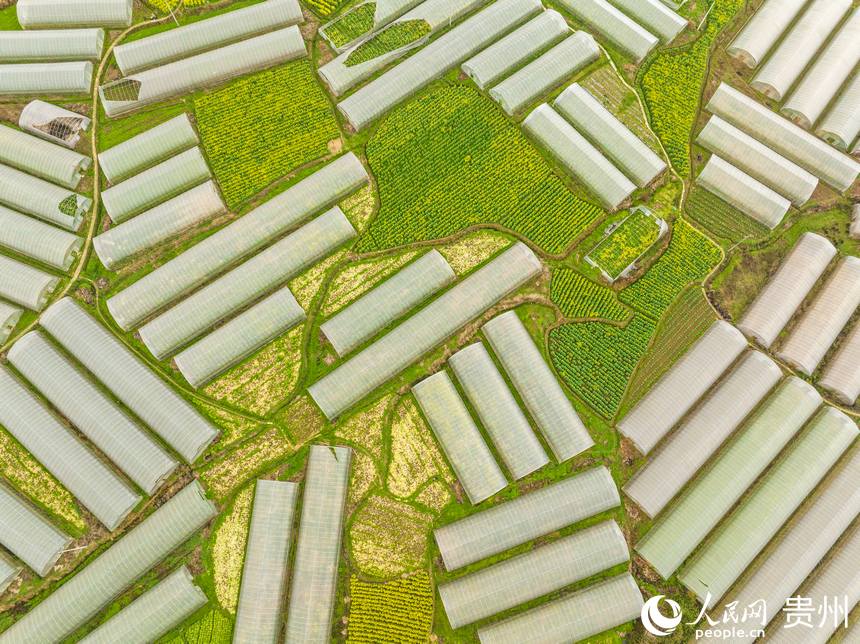 空中俯瞰銀江村蔬菜基地。人民網(wǎng) 陽茜攝