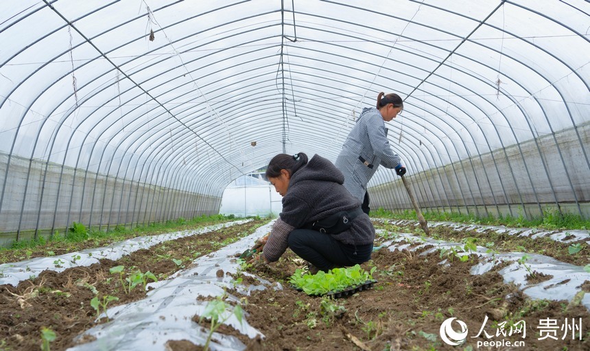 銀江村民在蔬菜棚里打窩除草。人民網(wǎng) 陽茜攝