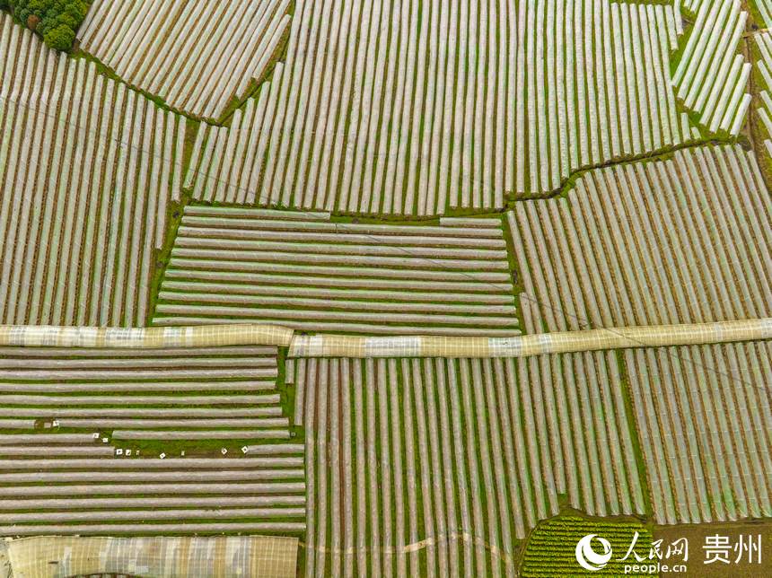 銀江村蔬菜大棚基地。人民網(wǎng) 陽(yáng)茜攝