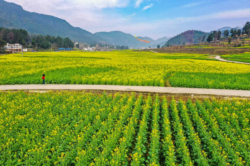 游客在油菜田間放風(fēng)箏。