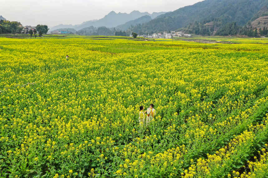 游客在油菜田間游玩。
