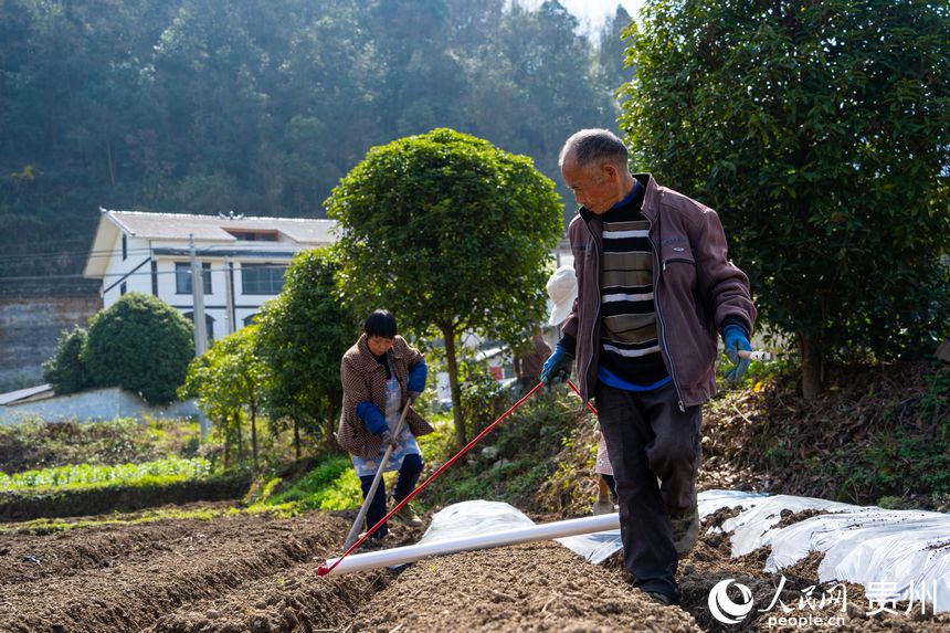 村民一前一后配合進(jìn)行覆膜工作。人民網(wǎng) 陽茜攝