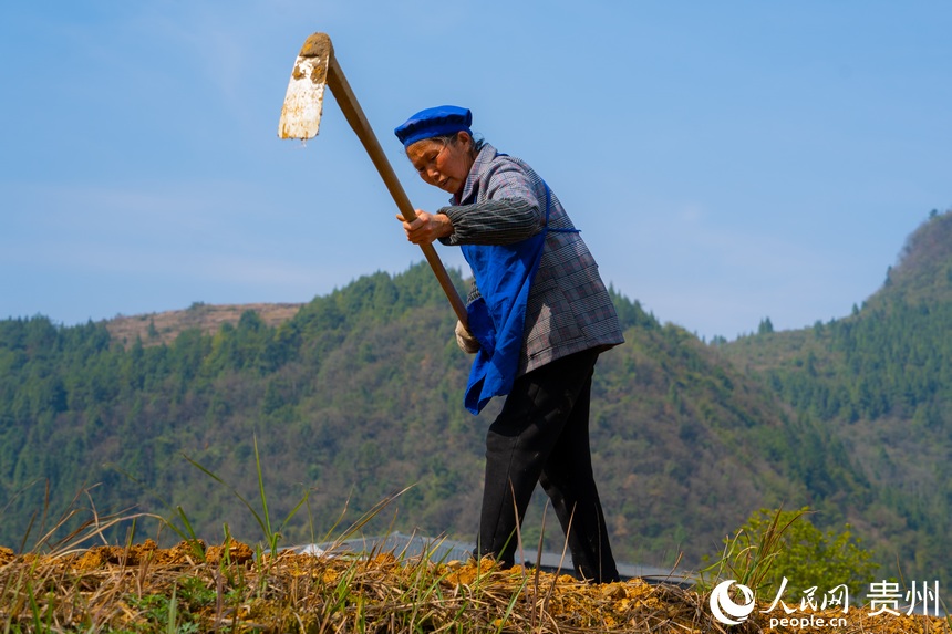 黃魚村村民揮舞鋤頭為種植高粱做準(zhǔn)備。人民網(wǎng) 陽茜攝