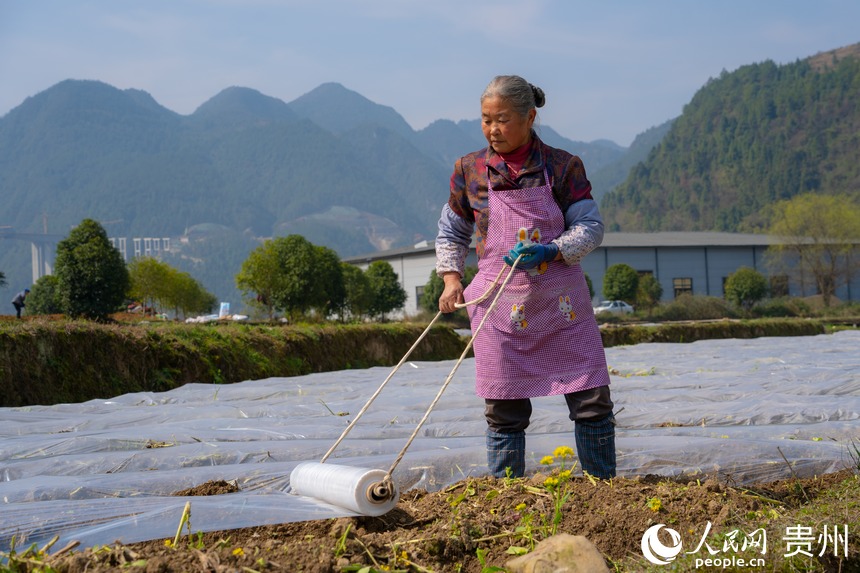 黃魚村村民在高粱地里進行覆膜作業(yè)。人民網(wǎng) 陽茜攝