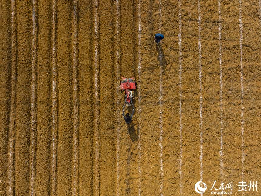 黃魚村村民正在土地里起壟。人民網(wǎng) 陽茜攝