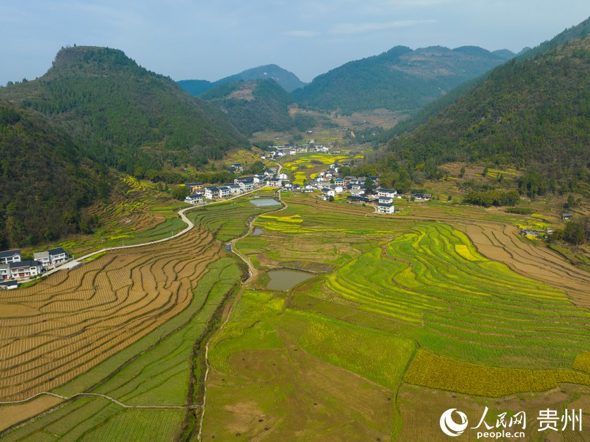 目前黃魚村高粱種植面積達到2000余畝。人民網 陽茜攝
