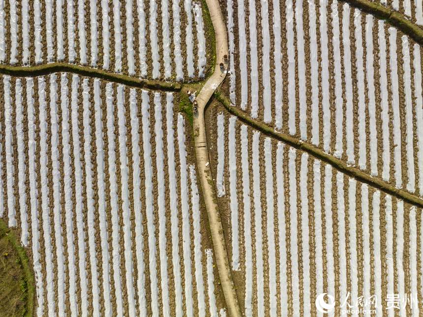 千畝高粱基地已基本完成覆膜工作。人民網(wǎng) 陽茜攝
