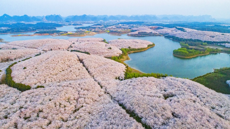 4.貴安櫻花園。圖片由貴陽市政府辦公廳提供