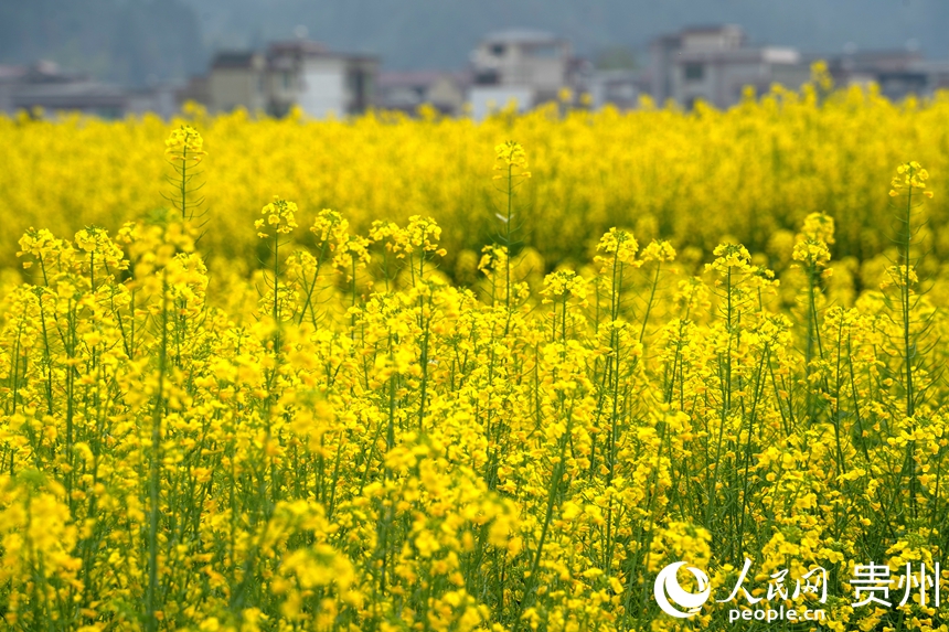 盛放的油菜花搖曳在春風(fēng)里。人民網(wǎng) 陽茜攝