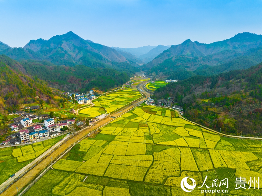 司前壩區(qū)的油菜花種植面積已達(dá)10000余畝。人民網(wǎng) 陽茜攝
