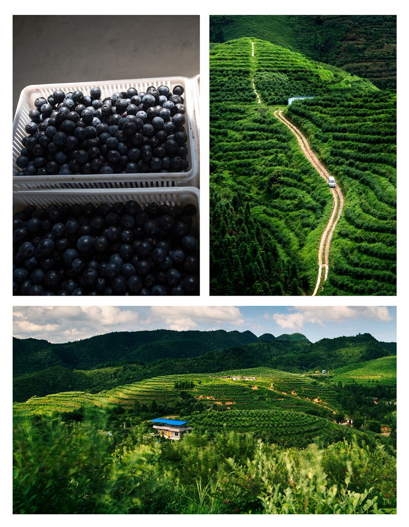 生態(tài)藍(lán)莓產(chǎn)地 （凱里市林業(yè)局提供）