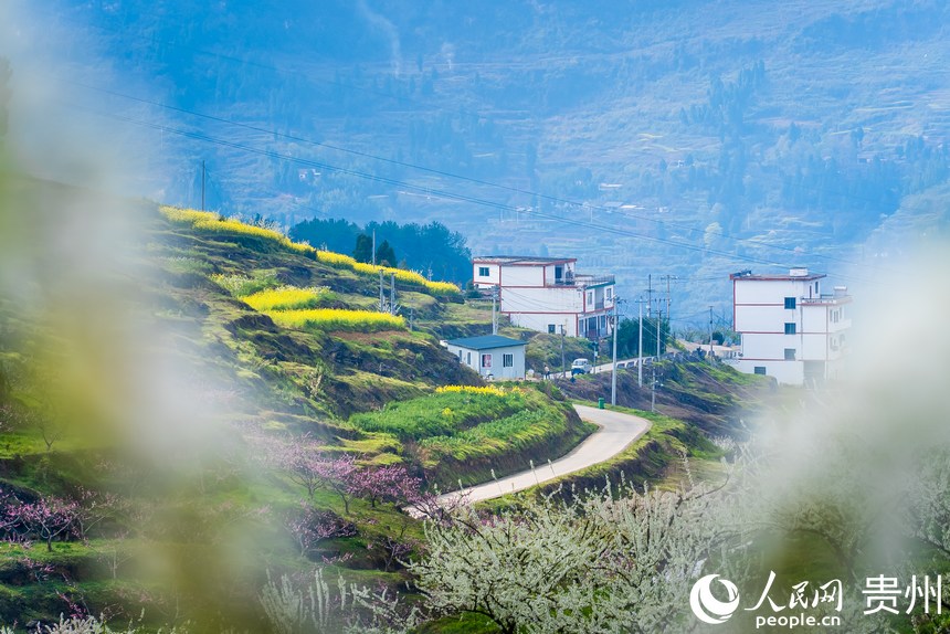 油菜花、桃花、李花競相盛開。人民網(wǎng)記者 涂敏攝