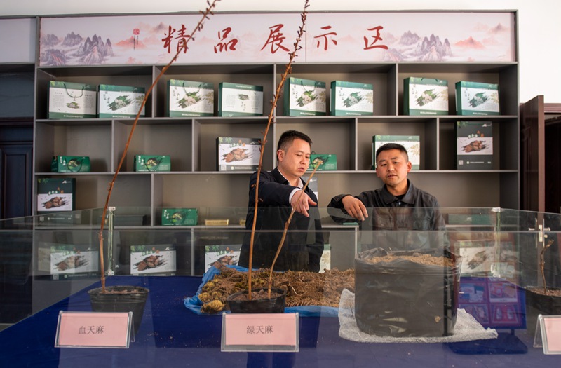 3月24日，安樂溪鄉(xiāng)電子商務(wù)中心，技術(shù)人員介紹天麻選種、授粉、育種等情況。李學(xué)友攝