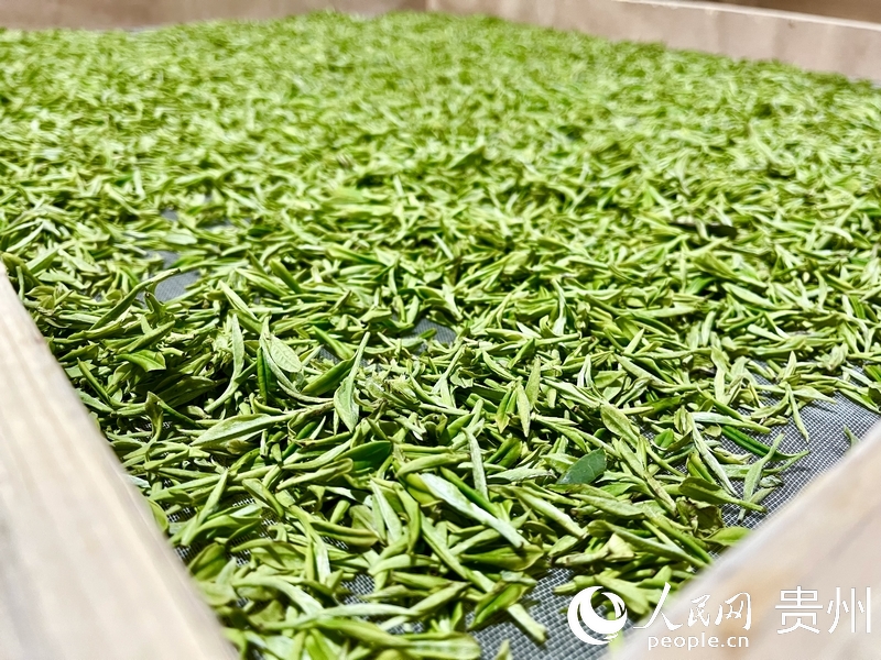 將茶葉晾干。人民網(wǎng)?李麗萍攝